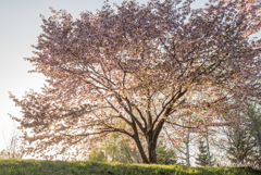 桜満開