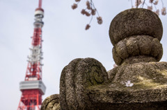 しだれ桜　花びら一輪