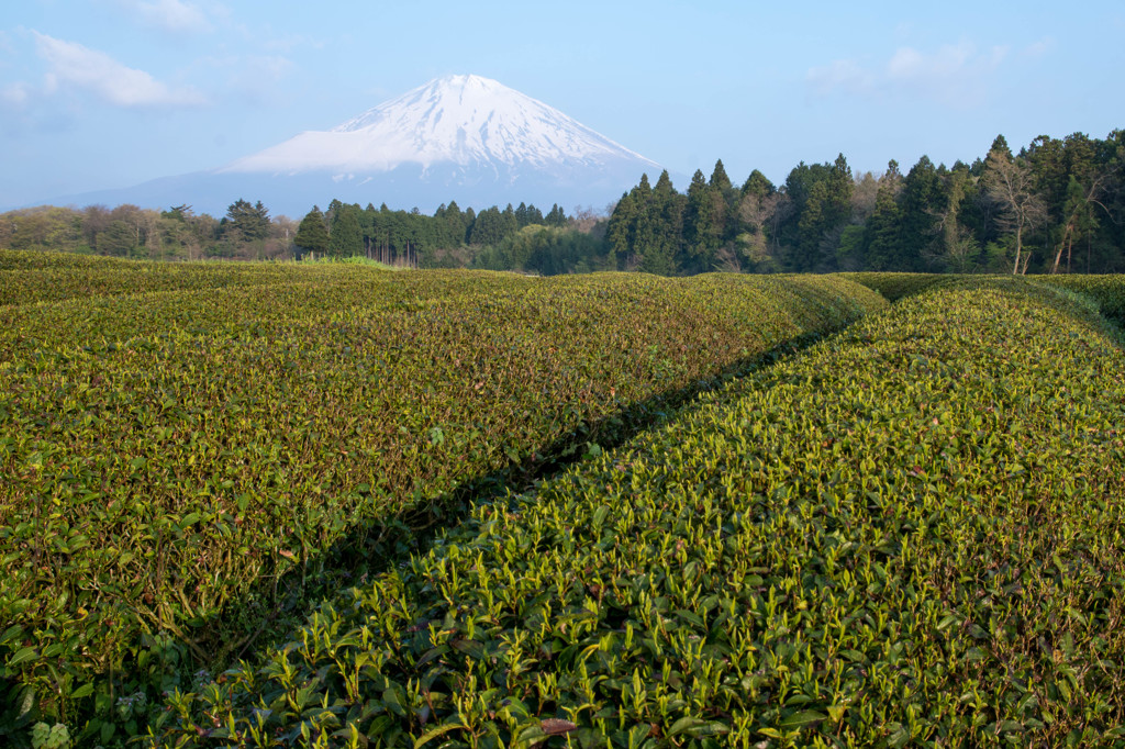 早朝の茶畑より