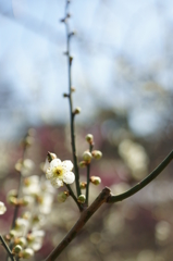 梅の花