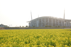 菜の花とスタジアム