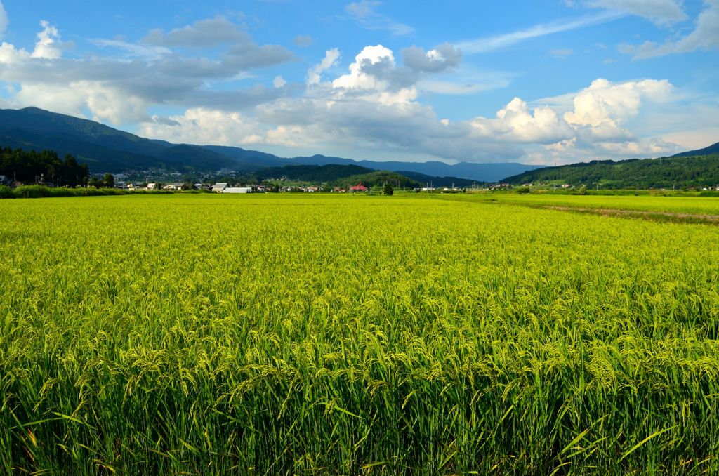 夏の稲穂