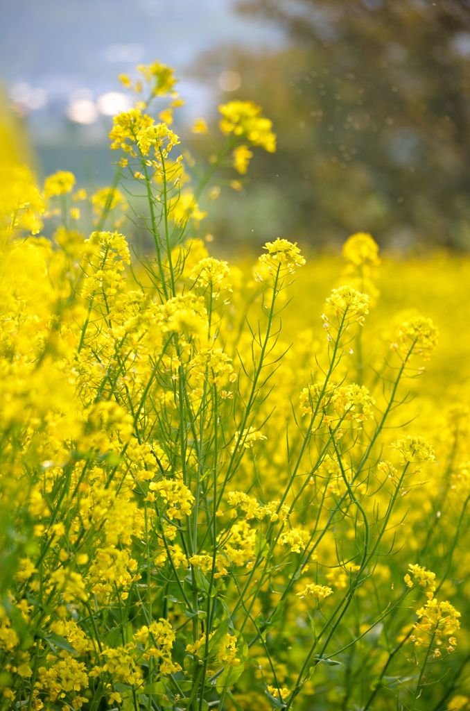 菜の花