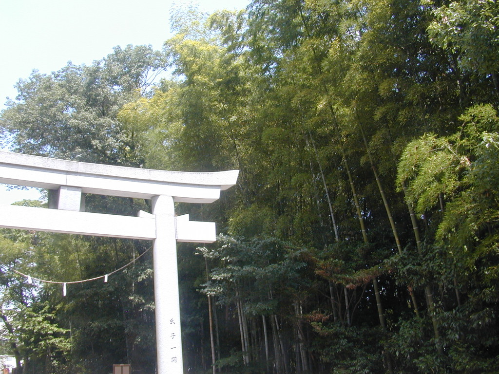 鳥居と竹林