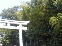鳥居と竹林