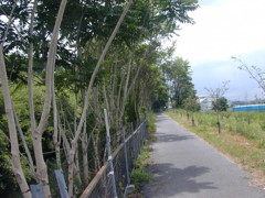 枝下用水そばの並木路