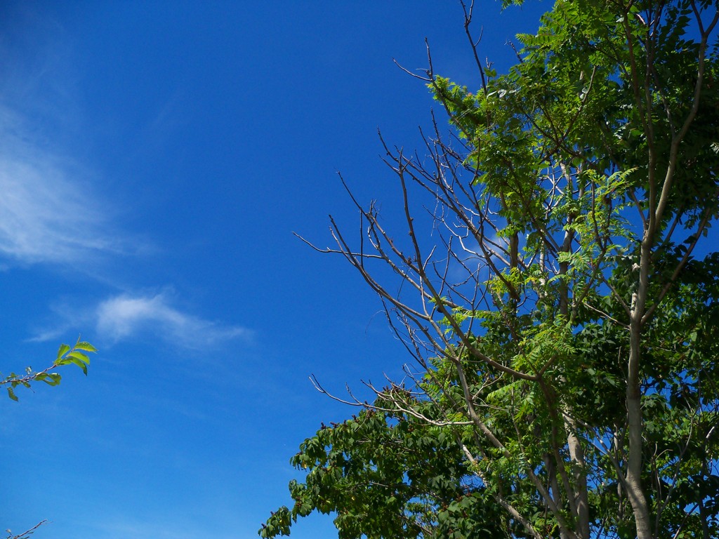 青空に感謝w