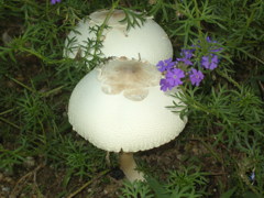きのこ