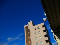 コンクリートジャングルの中で