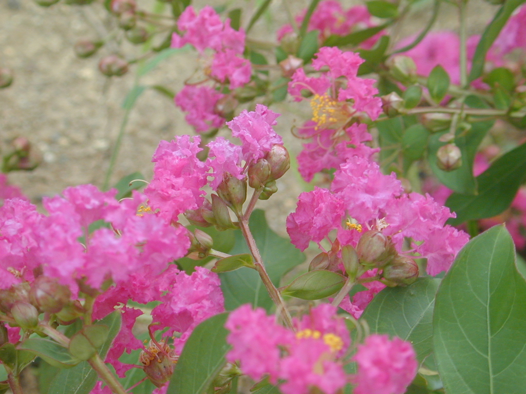❀名も知らぬ花✿✽
