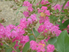 ❀名も知らぬ花✿✽