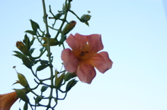 何だこの花。