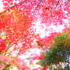 秋色トンネル