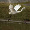 天翔ける純白の羽