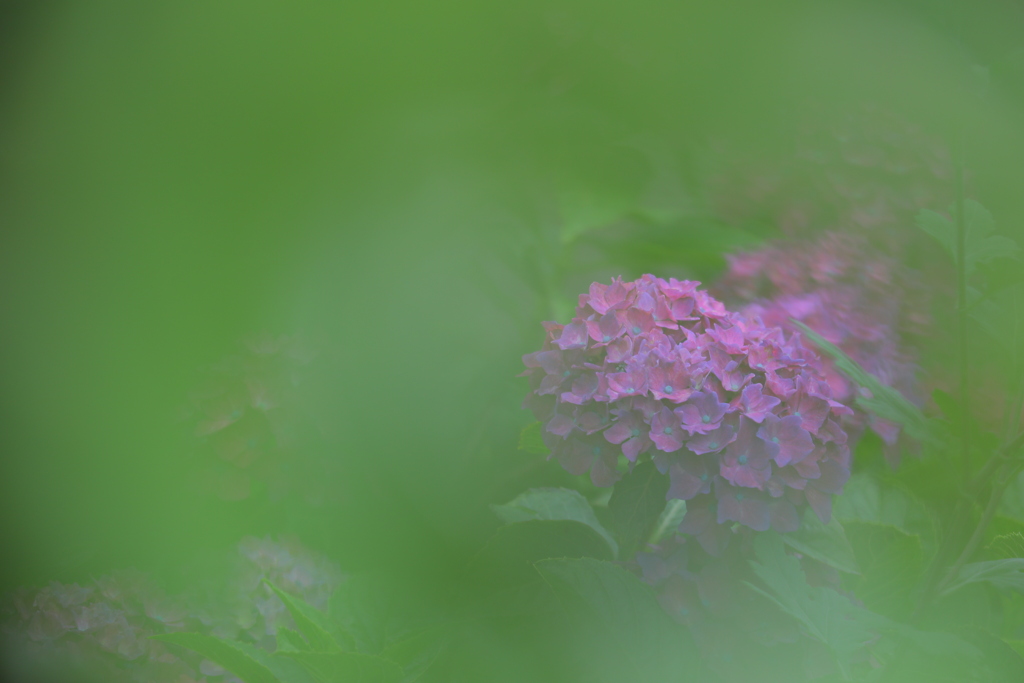 母の愛した紫陽花