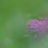 母の愛した紫陽花