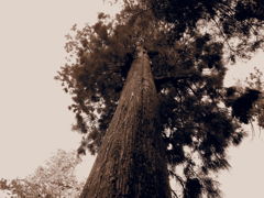 時代を見つめる巨木