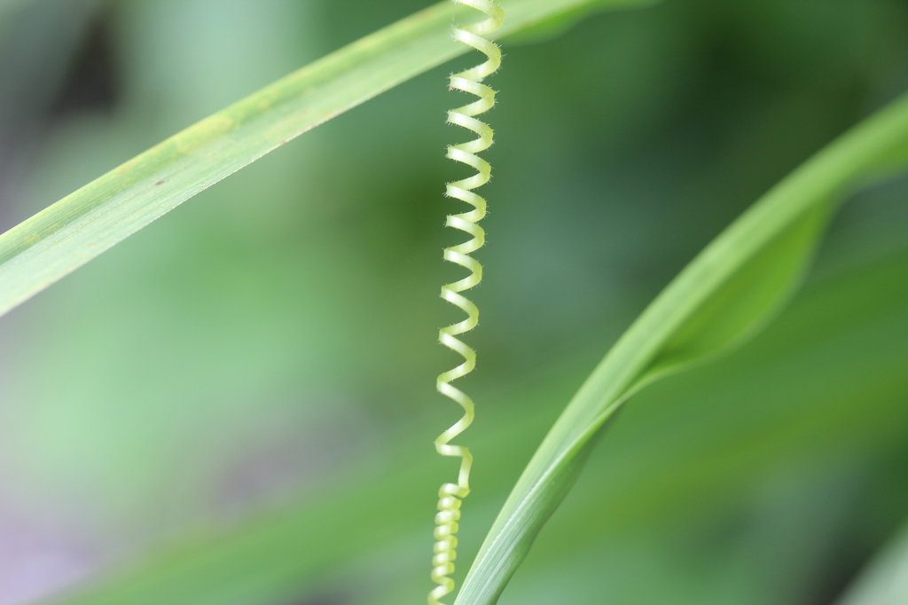 グリーン・フジッリの野草風