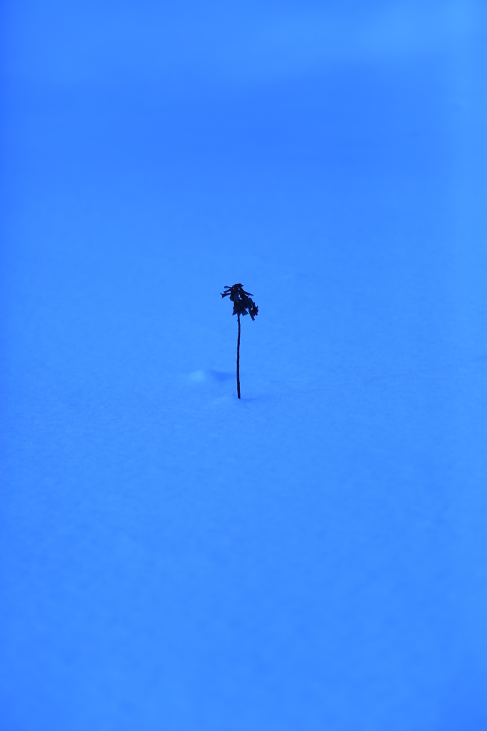 【solitude ～ 雪の思い出】