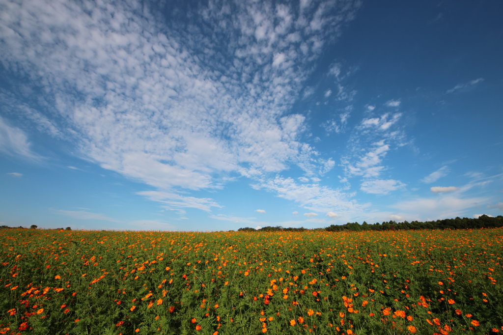 遥かなる空と 一面の花畑 By Kurikazu Id 写真共有サイト Photohito