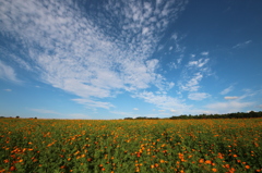 遥かなる空と、一面の花畑