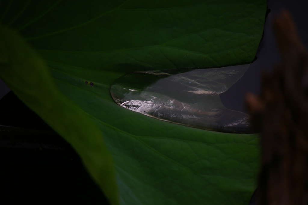 The silver leaf in the pond