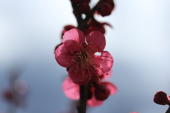 梅花影艶