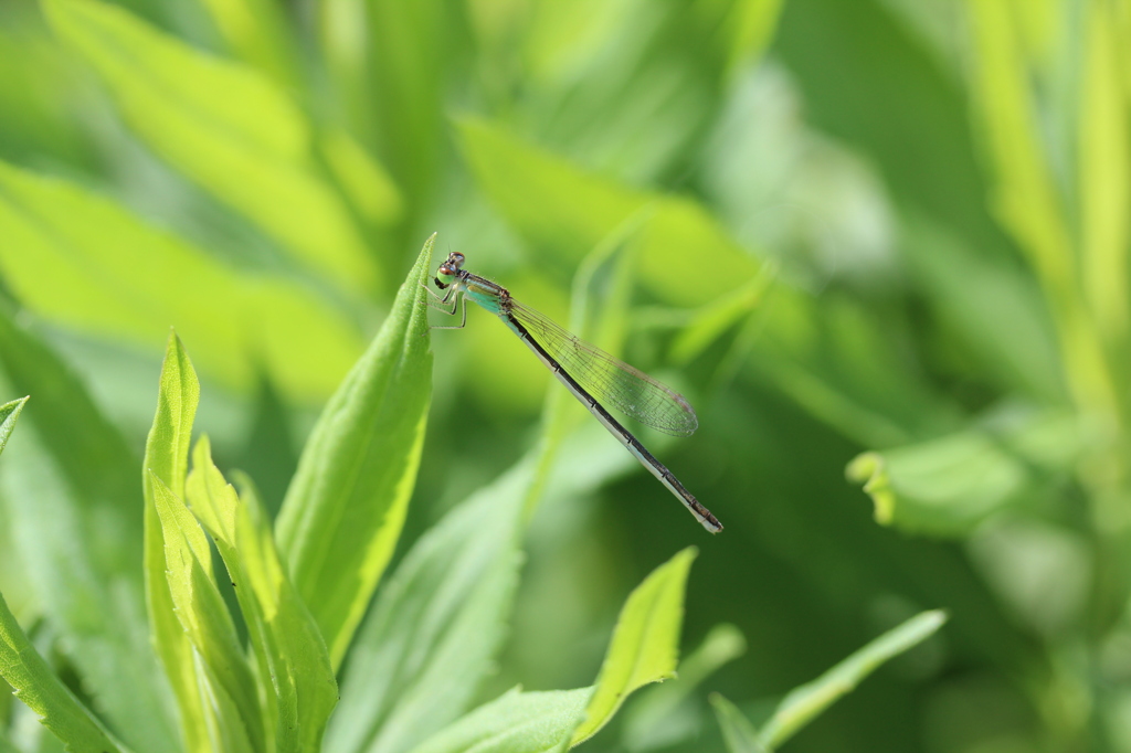 糸蜻蛉の休息