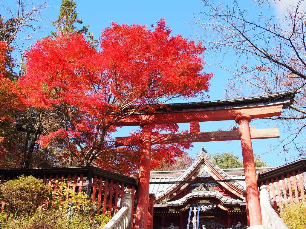 秋を纏う鳥居