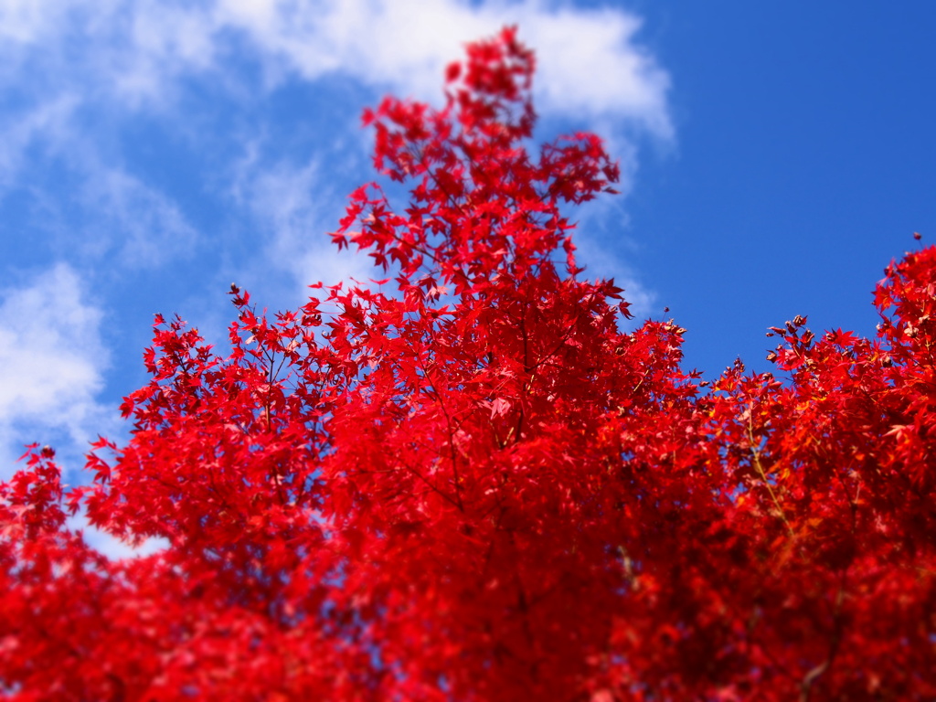 紅葉美人