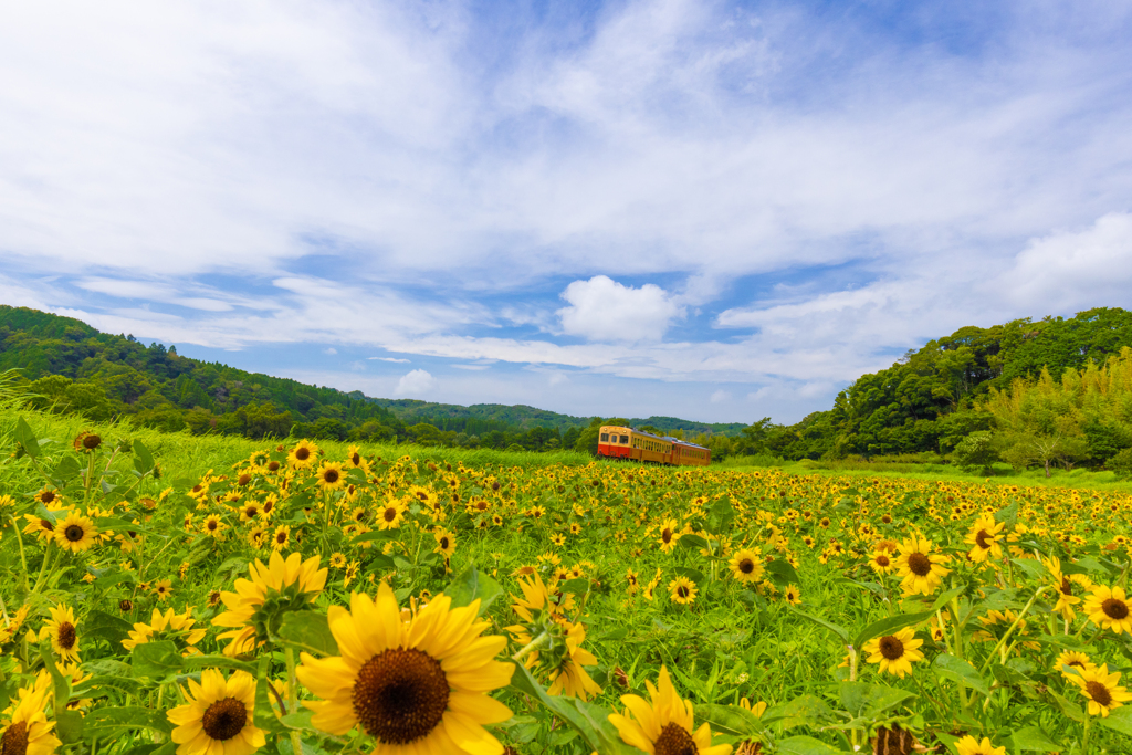 里山の夏休み