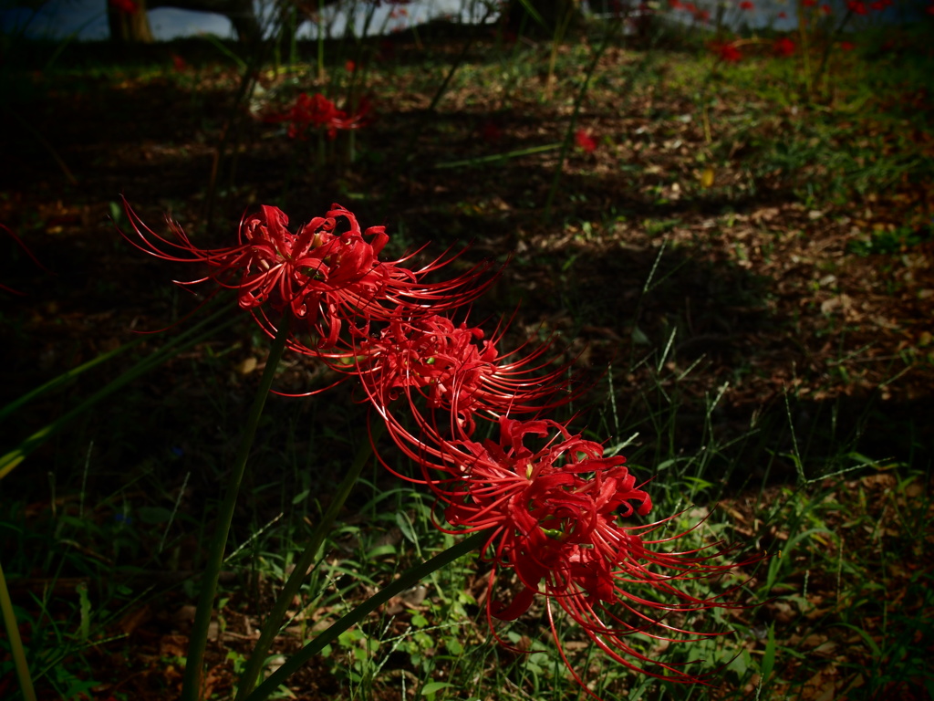 紅い三連星