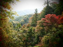 秋の山景色