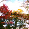 紅葉の空中庭園