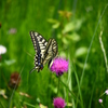 Fairy tail butterfly