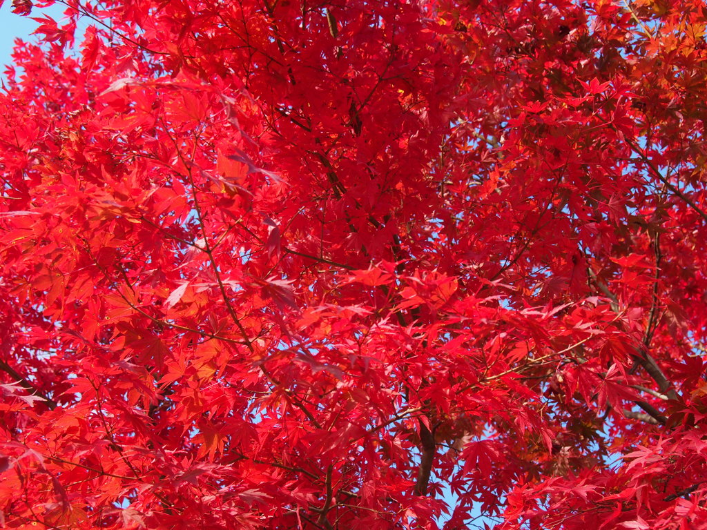 【華宴】～紅葉編（紅の舞）