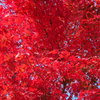 【華宴】～紅葉編（紅の舞）