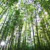 【静寂の竹林】