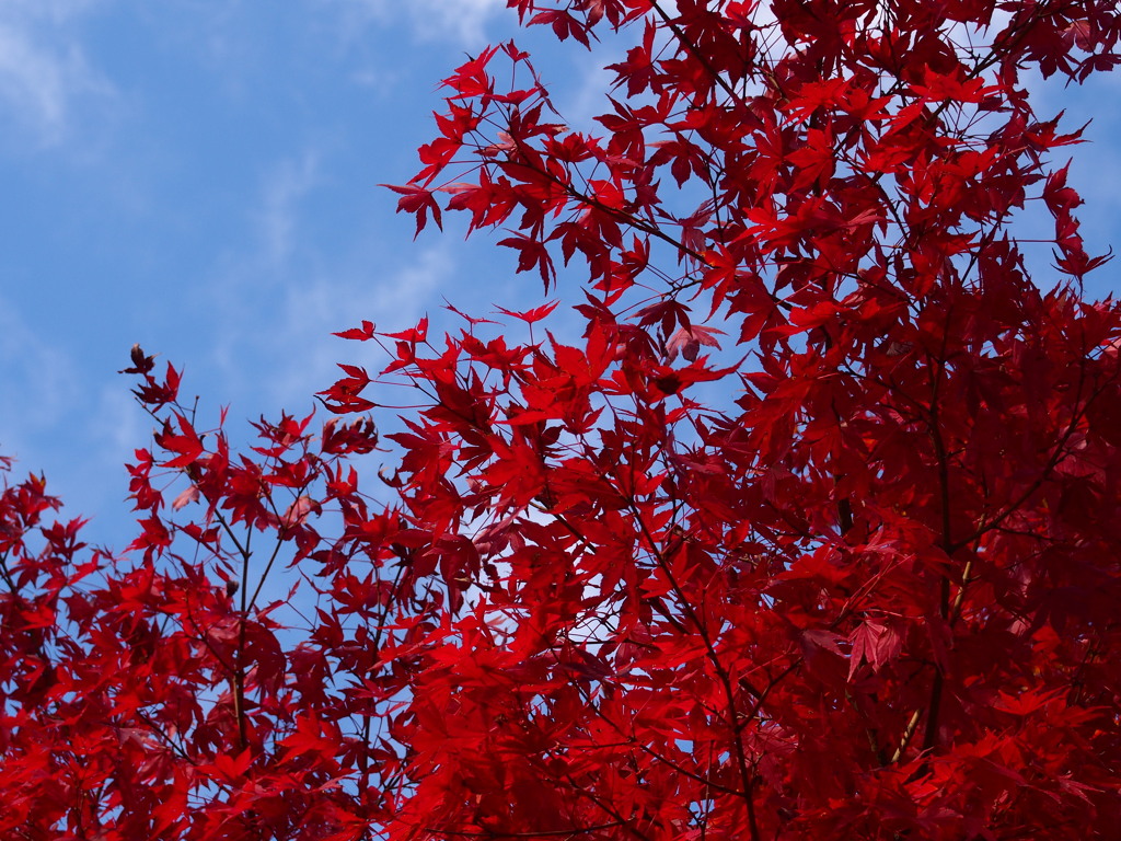 高尾山の紅葉（20121112）