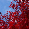 高尾山の紅葉（20121112）
