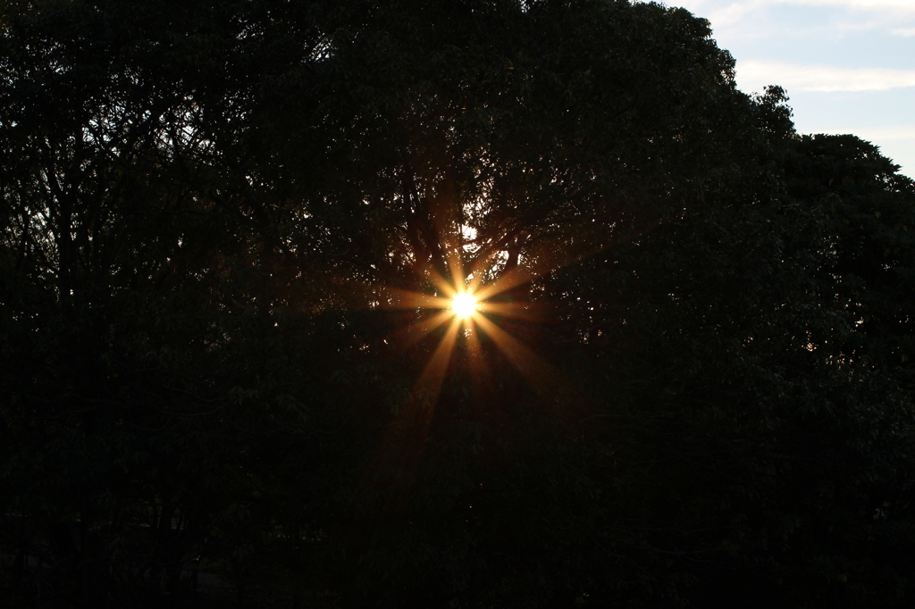 The light flower