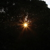 The light flower