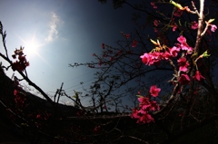 八重桜