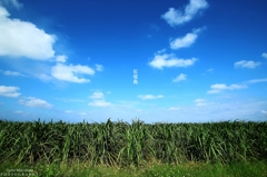 ｻﾄｳｷﾋﾞ畑と青空