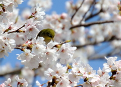 春の訪れ