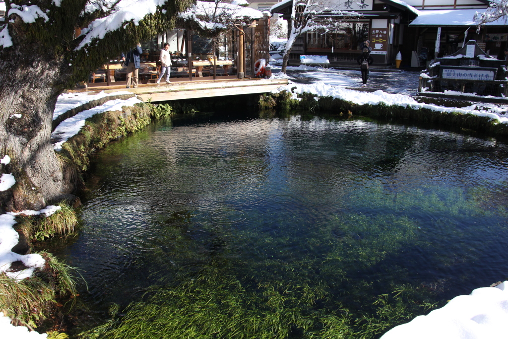 忍野八海は雪にも負けず。