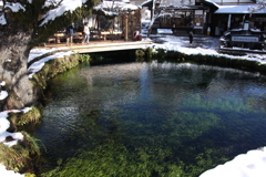 忍野八海は雪にも負けず。