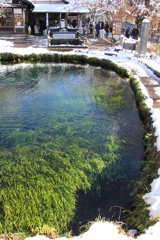 水草は凍らないのかな？