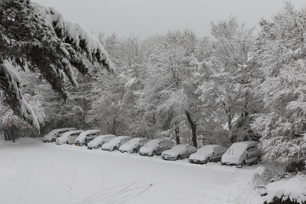 朝の目覚めは銀世界。