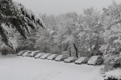 朝の目覚めは銀世界。
